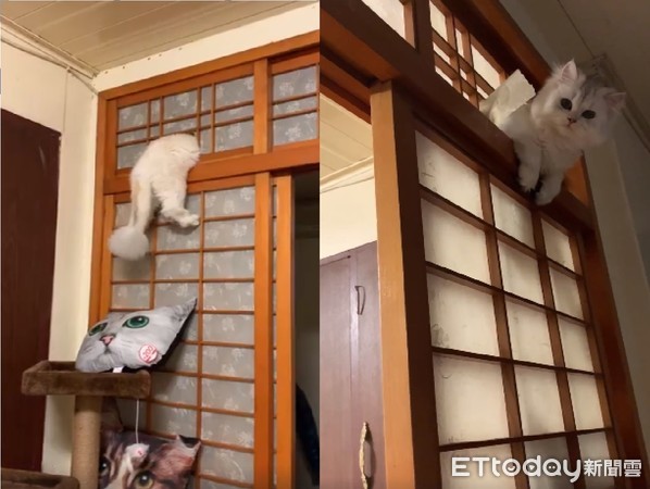 ▲小屁貓穿破紙門！垂掛上頭「眼神死」　媽笑瘋：在幹嘛啦。（圖／有點毛毛的／網友楊晴閔提供，請勿隨意翻拍，以免侵權。）