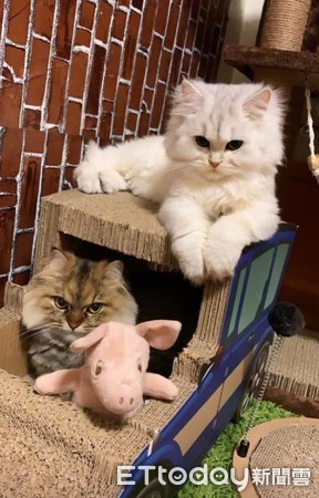 ▲小屁貓穿破紙門！垂掛上頭「眼神死」　媽笑瘋：在幹嘛啦。（圖／有點毛毛的／網友楊晴閔提供，請勿隨意翻拍，以免侵權。）