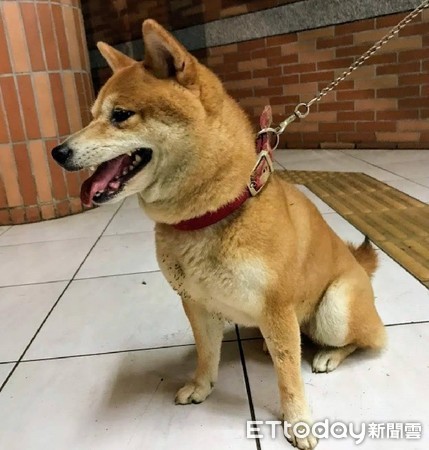 ▲貪玩的柴犬在外遊蕩許久才被民眾現帶回。（圖／大園警分局提供）