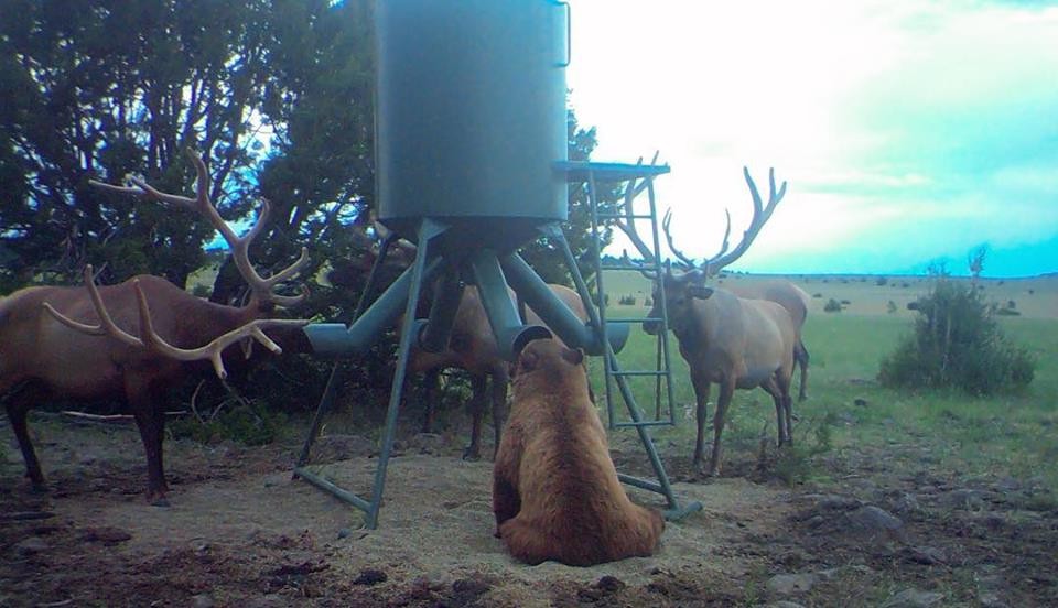 ▲▼麋鹿竟然和棕熊和平共食。（圖／翻攝自Facebook／Express UU Bar Ranch）