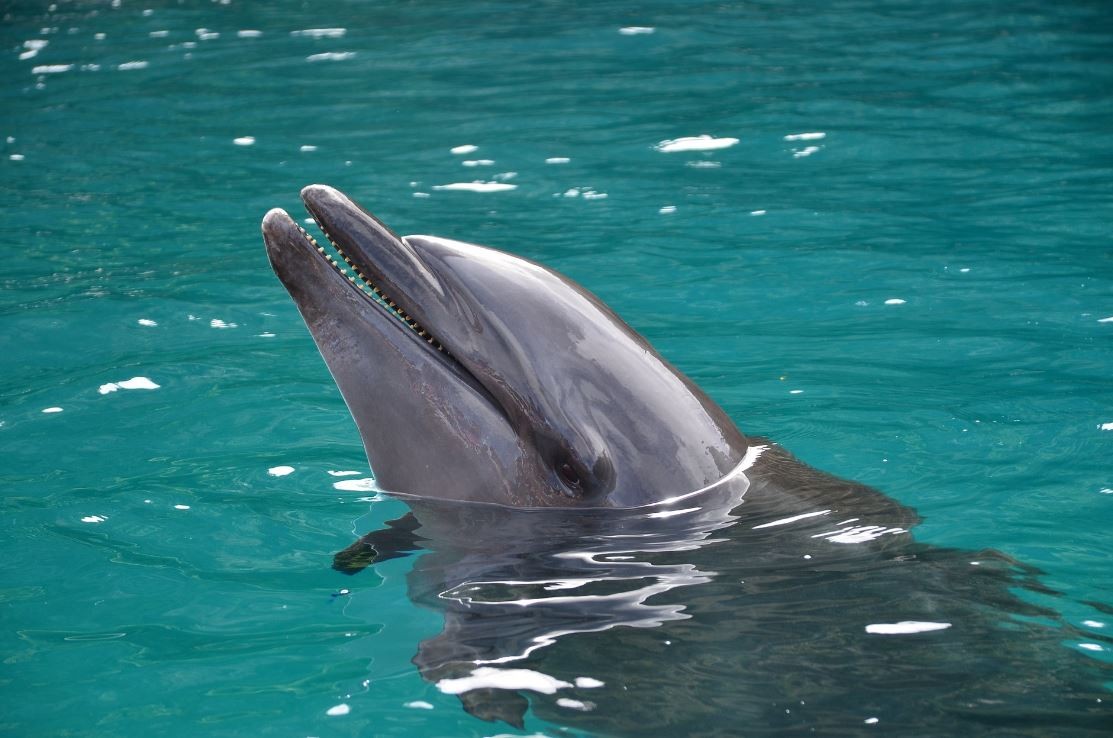 ▲▼法國今年高達1100隻海豚莫名擱淺沿岸死亡。（示意圖／取自免費圖庫pixabay）