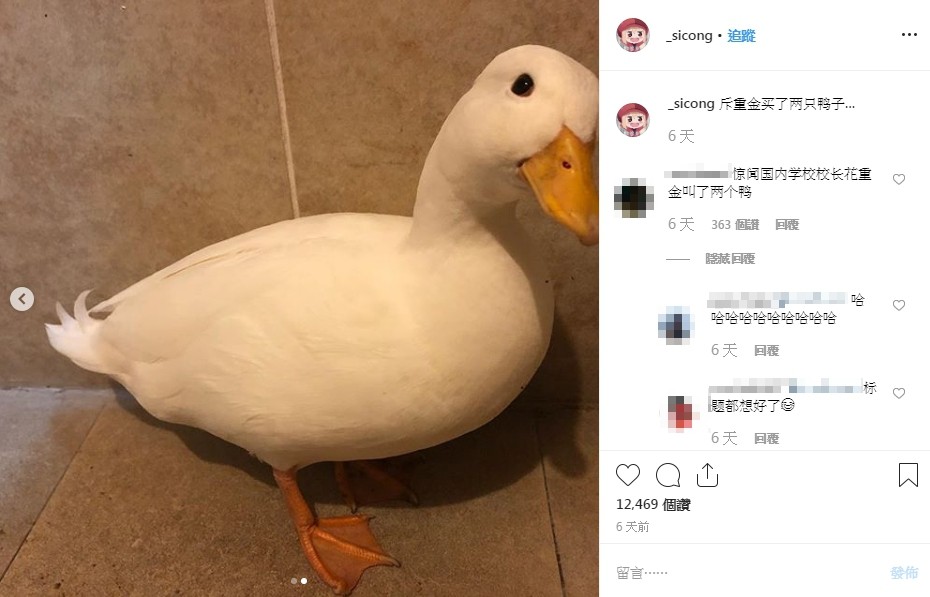 ▲▼柯爾鴨,Call duck,鴨子,王思聰。（圖／翻攝自王思聰IG）