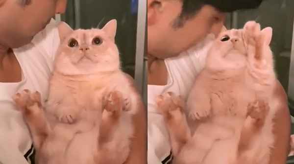 奶油貓見爸低頭想吸「伸手說不」。（圖／翻攝自Instagram用戶「myuuuuchan_1116」）