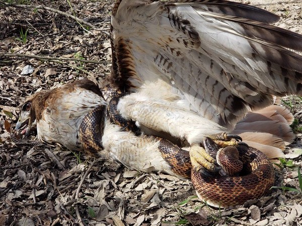 ▲▼紅尾鵟和豹斑蛇進行生死搏鬥。（圖／翻攝自Texas Parks and Wildlife-DFW Urban Wildlife臉書）