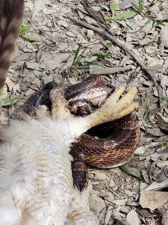 ▲▼紅尾鵟和豹斑蛇進行生死搏鬥。（圖／翻攝自Texas Parks and Wildlife-DFW Urban Wildlife臉書）