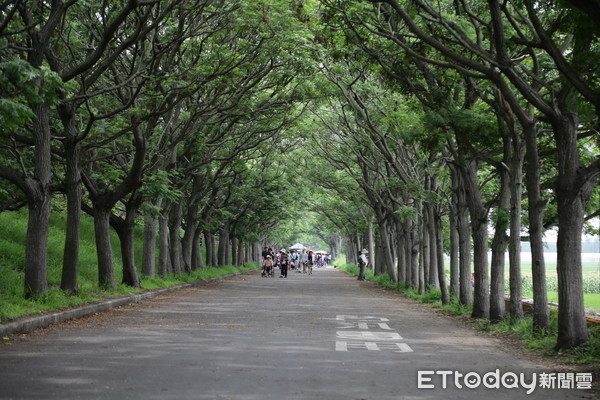 ▲▼嘉義六腳鄉擁有全國最長苦楝樹隧道。（圖／嘉義縣政府提供，下同）