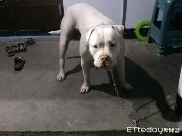 ▲比特犬失控咬傷民眾。（圖／記者楊均典翻攝）