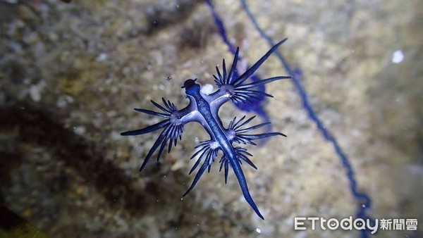 墾丁驚見海神！潛水教練7字警告。（圖／Facebook／藍洞潛水Blue Hole Dive Center授權提供）