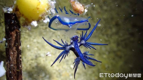 墾丁驚見海神！潛水教練7字警告。（圖／Facebook／藍洞潛水Blue Hole Dive Center授權提供）