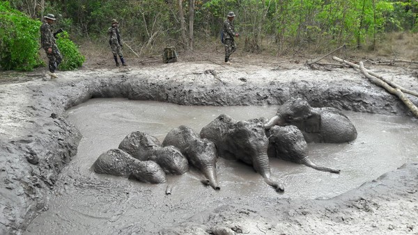 ▲泰國國家公園6隻小象受困泥坑裡，經過兩天才獲救。（圖／翻攝自泰國塔普蘭國家公園粉專）