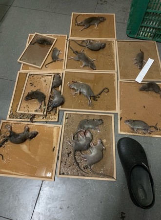 ▲一晚黏了16隻老鼠。（圖／秦先生提供；取自免費圖庫pixabay）