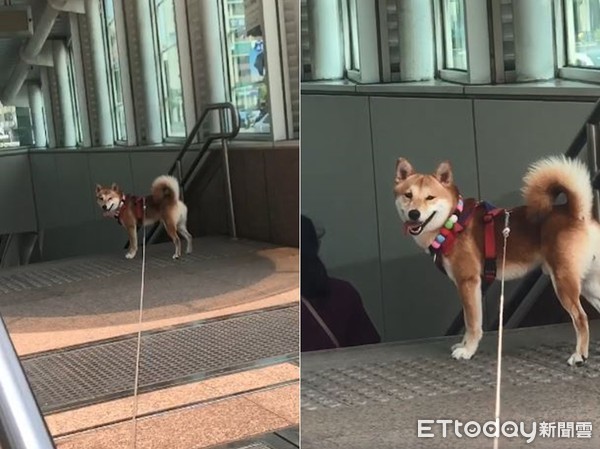 ▲散完步回家，阿柴自己走進捷運站。（圖／網友雅菁授權提供）