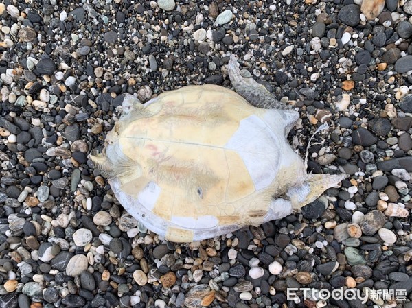 ▲岸巡人員在花蓮七星潭海灘又發現1隻死亡海龜。（圖／記者王兆麟翻攝，下同）