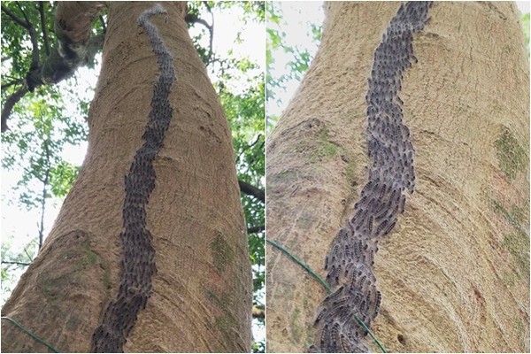 ▲▼嘉義植物園直擊毛毛蟲大軍爬樹幹。（圖／翻攝臉書粉專「綠豆嘉義人」）