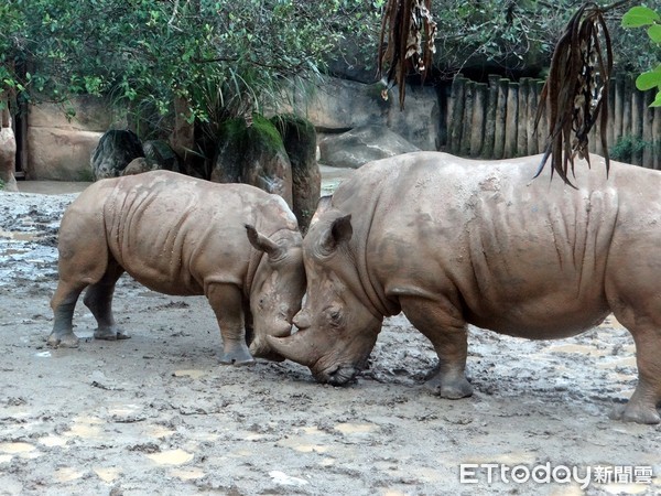 ▲台北動物園6歲白犀牛「犀奇」搬家壽山　要和31歲「寶寶」結婚啦！。（圖／台北市立動物園、壽山動物園提供）