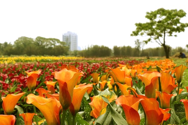 ▲2019桃園海芋季。（圖／2019桃園海芋季提供）