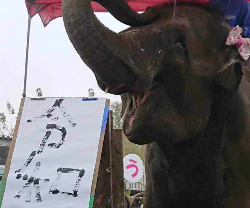 ▲▼迎接新年號！日動物園招牌大象提「鼻」揮毫令和。（圖／取自市原ぞうの国）