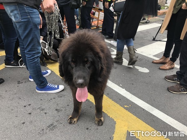 ▲▼陳明義帶豬、獒犬抗議。（圖／記者楊亞璇攝）