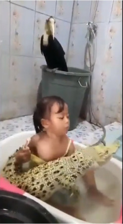 ▲▼印尼女童與鱷魚蟒蛇共浴還幫刷牙，完全不怕動物攻擊。（圖／翻攝自youtube／AllVideoKingdom AVK）