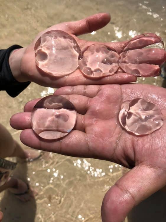 ▲▼女網友在海邊發現一團團透明的東西。果凍水母。（圖／翻攝臉書爆廢公社）