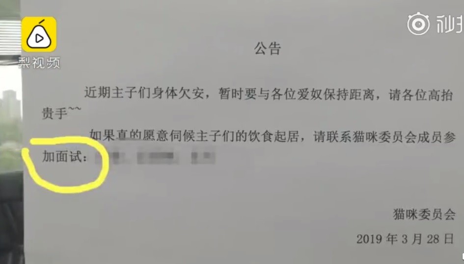 程式設計師撿到小貓，公司「貓奴委員會」齊照顧。（圖／翻攝自梨視頻）