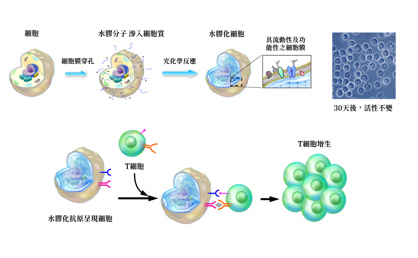 ▲▼中研院發現「果凍細胞」助病毒檢測、免疫治療。（圖／中研院提供）