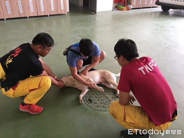 ▲台南市消防局聘請犬科復健治療師林彧丞物理治療師，定期為台南市搜救犬進行檢查及治療，維護健康以提升搜救犬之搜救效能。（圖／記者林悅翻攝，下同）