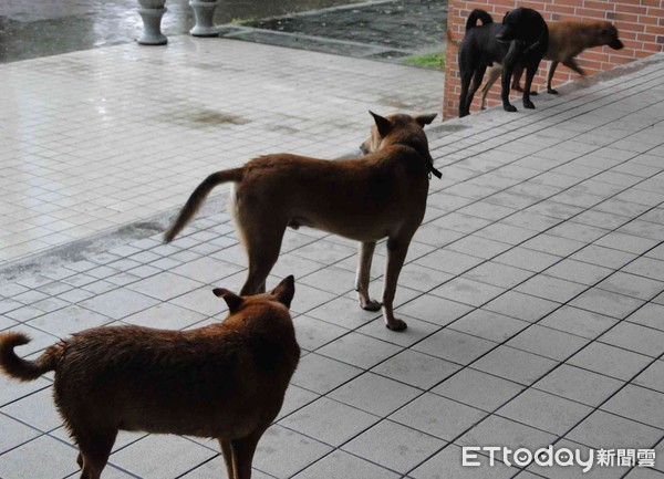 ▲台南南區發生民眾愛車，被「犬群」攻擊啃咬造成車輛受損，附近居民希望市府能介入處理，維護居民人身安全。（圖／示意圖，記者林悅翻攝）