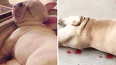 目睹鬥牛犬「磨蹭下體」一灘血！飼主迅速抱起驚呼：ㄇㄉㄈㄎ