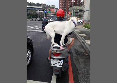 小白狗站机车后座 暖女喊母汤反被呛