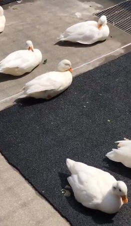邊緣鴨躺公園「抬腳底」曬日光浴。（圖／翻攝自推特用戶「@ _tominagakaori」）