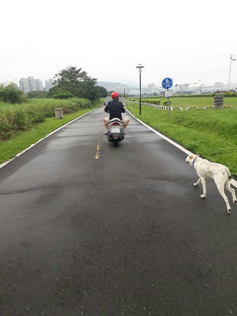 ▲▼一名阿伯騎車後座載著一隻小白狗，小白狗一路從蘆洲站到關渡。（圖／翻攝爆料公社）