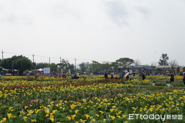 ▲2019桃園彩色海芋季登場