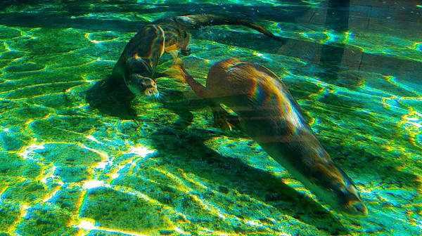 ▲▼動物園喜獲新成員！　歐亞水獺「金莎」舔拭小寶寶依偎入睡。（圖／台北市立動物園提供）