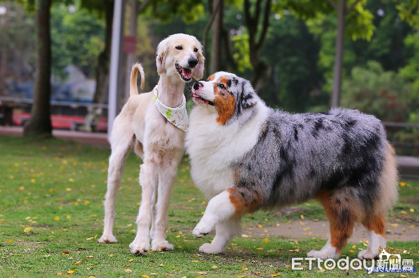 ▲▼牧羊犬逛街「沿路討食」。（圖／粉絲專頁「邊境牧羊犬-林可可」授權提供）