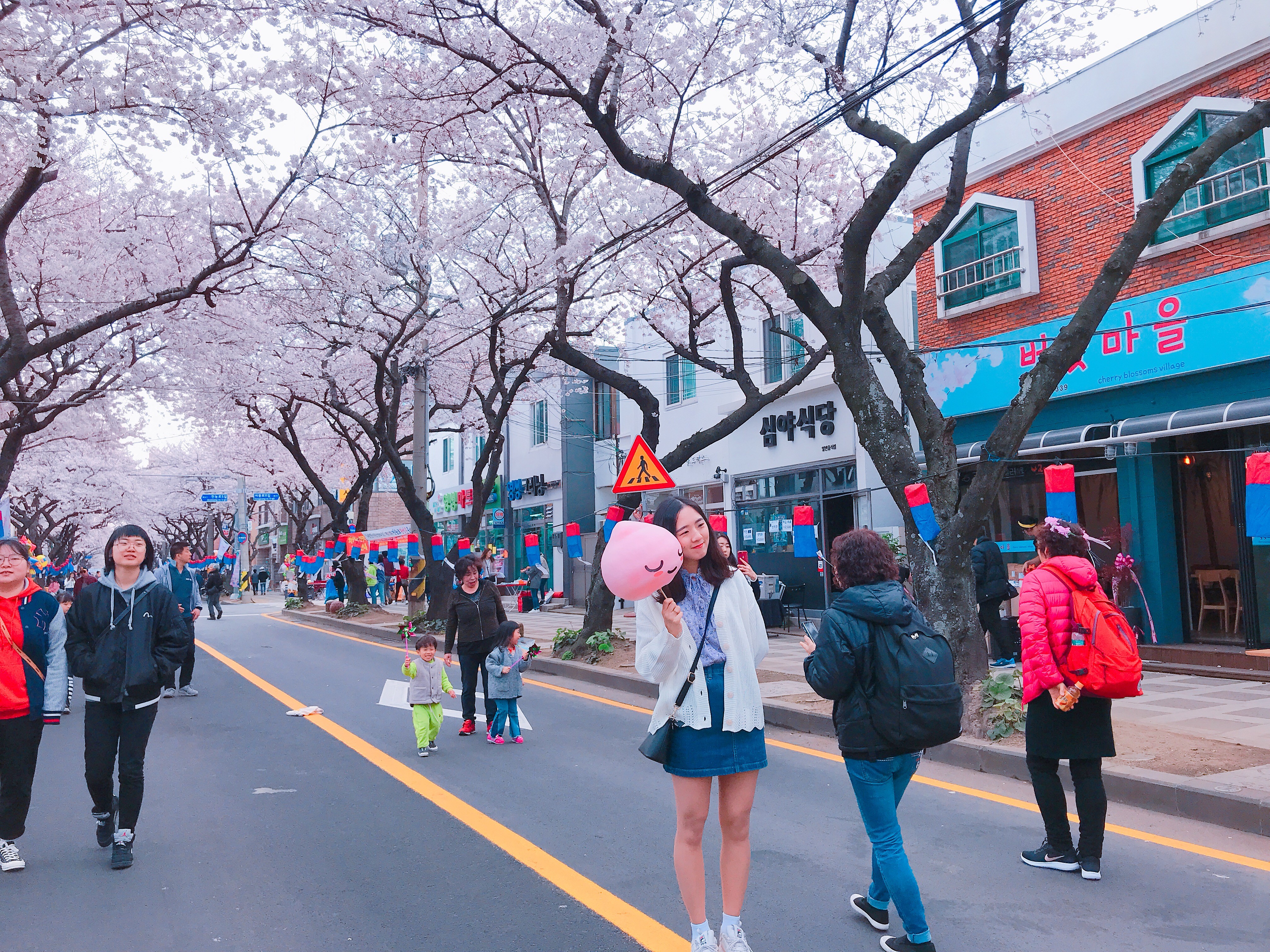 ▲▼韓國濟州島櫻花,濟州島櫻花,韓國櫻花,典農路櫻花。（圖／記者賴文萱攝）