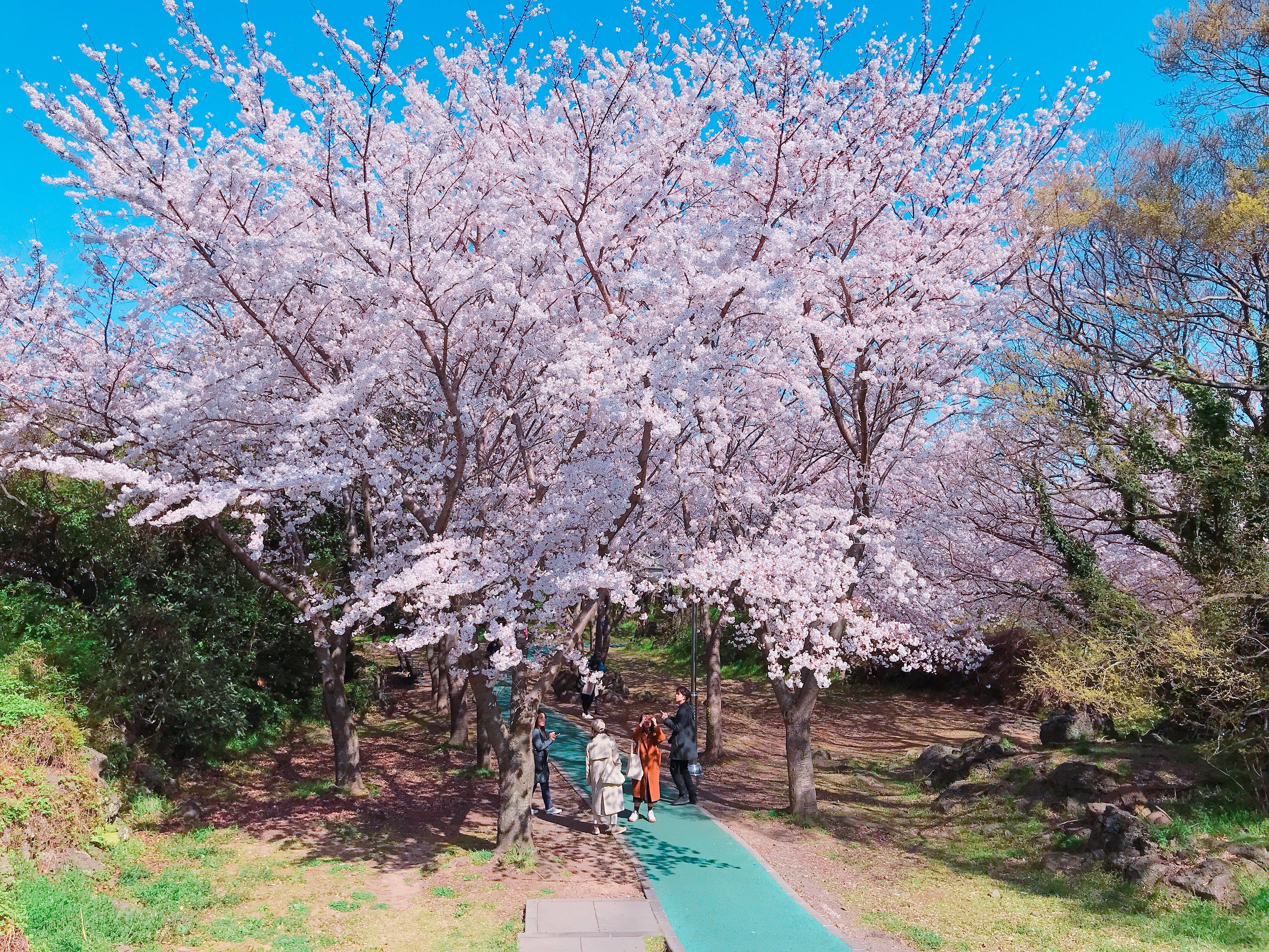 ▲▼韓國櫻花,韓國賞櫻,新山公園。（圖／記者賴文萱攝）