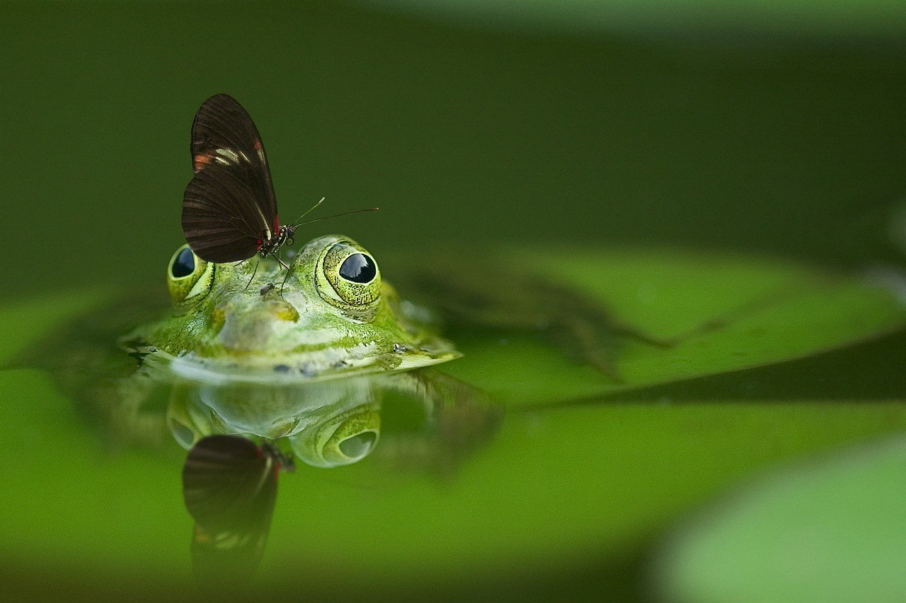 青蛙。（圖／Pixabay）