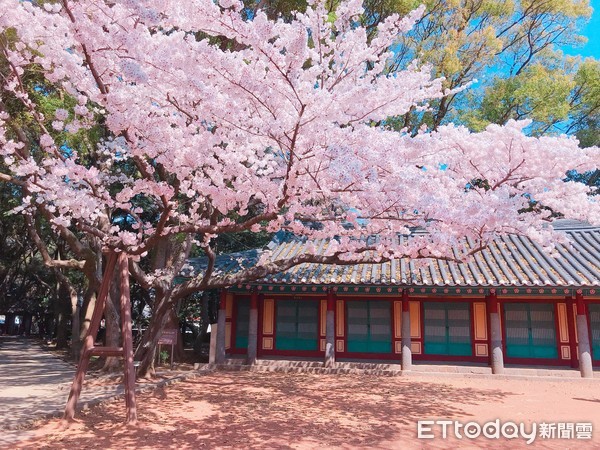 ▲▼韓國賞櫻,韓國櫻花,三姓穴。（圖／記者賴文萱攝）