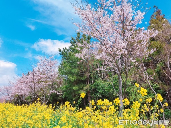 ▲▼韓國加時里鹿山路櫻花、油菜花雙重美景綻放。（圖／記者賴文萱攝）