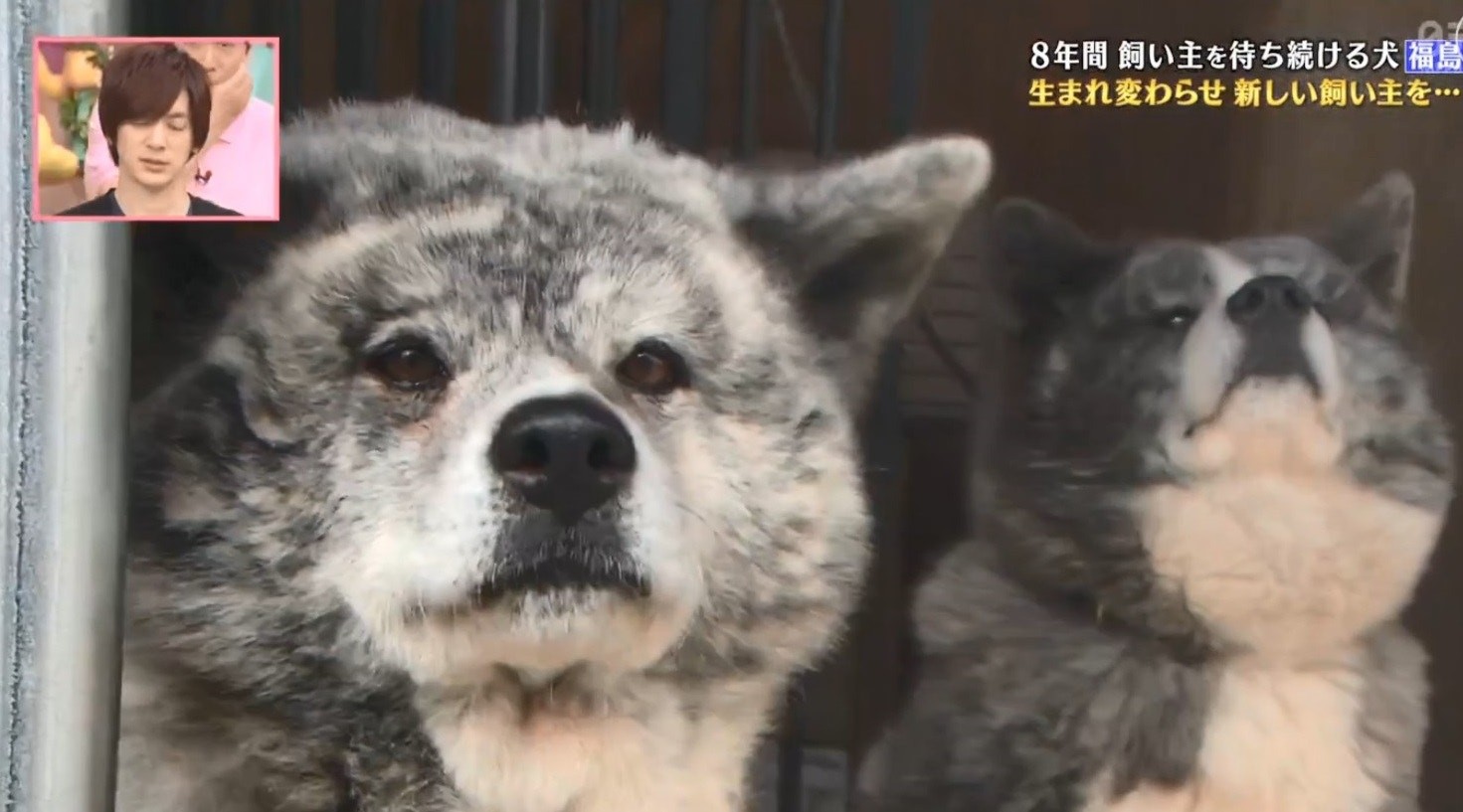 大檸檬用圖（圖／翻攝自節目《天才!志村動物園》）