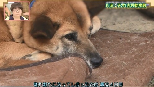 大檸檬用圖（圖／翻攝自節目《天才!志村動物園》）