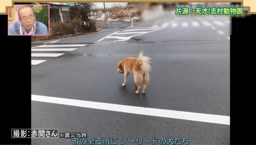 大檸檬用圖（圖／翻攝自節目《天才!志村動物園》）