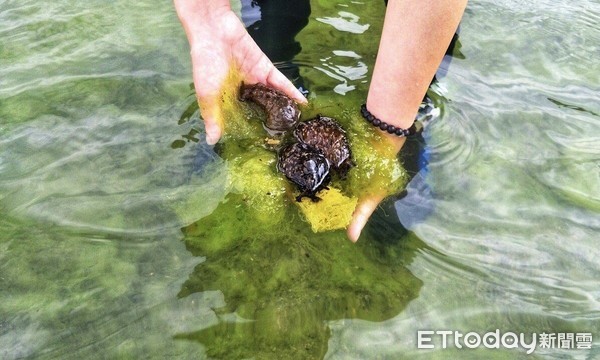 ▲ 基隆和平島想幫「海兔」搬家 牠們卻先走一步。（圖／交通部觀光局北觀處提供）