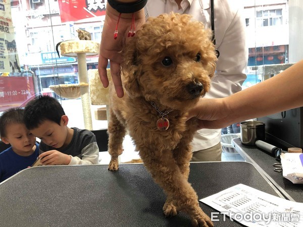 ▲東森寵物雲商店板橋開幕。（圖／記者林韋辰攝）