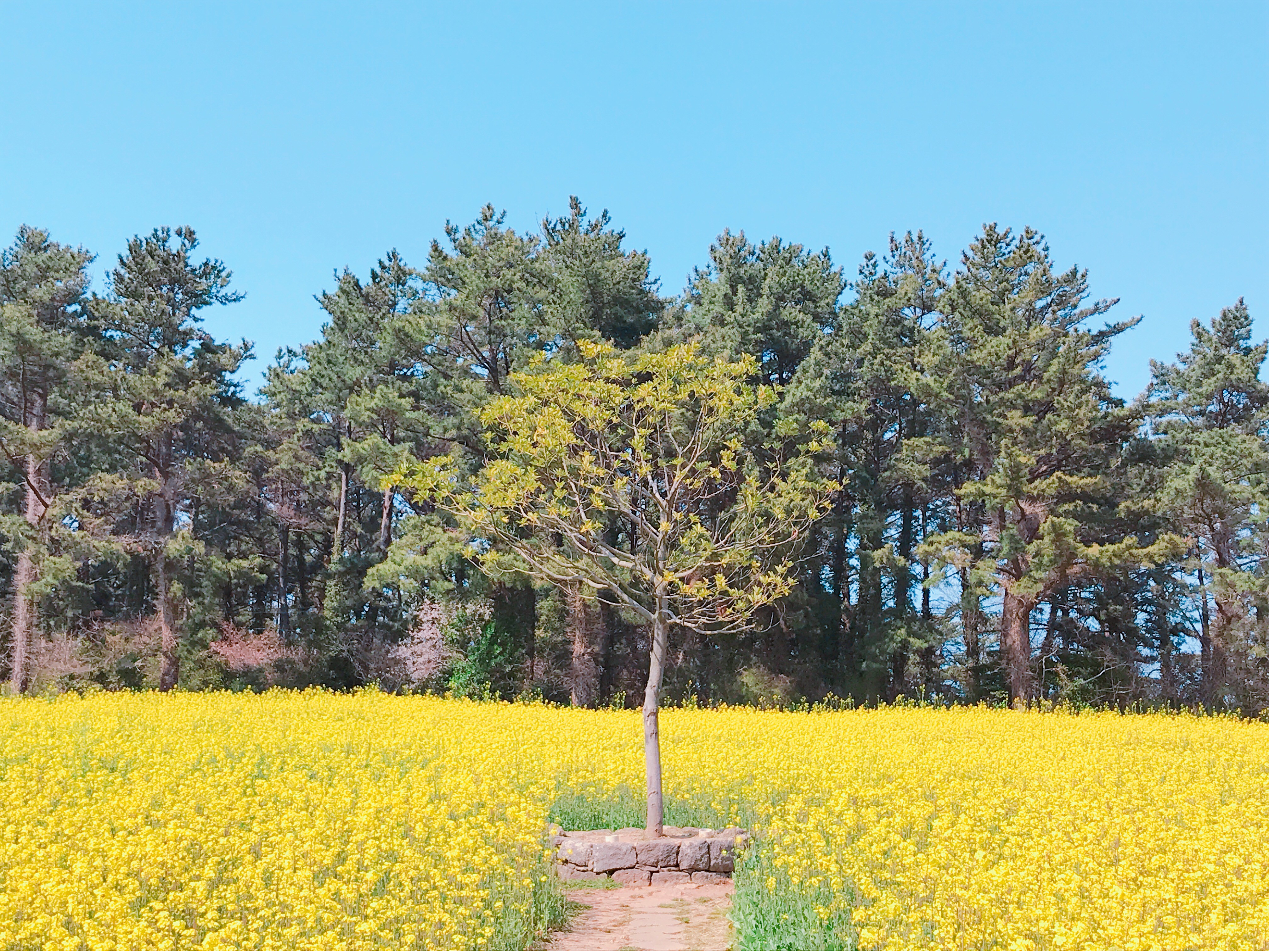 ▲▼韓國濟州島抗蒙遺址油菜花田。（圖／記者賴文萱攝）