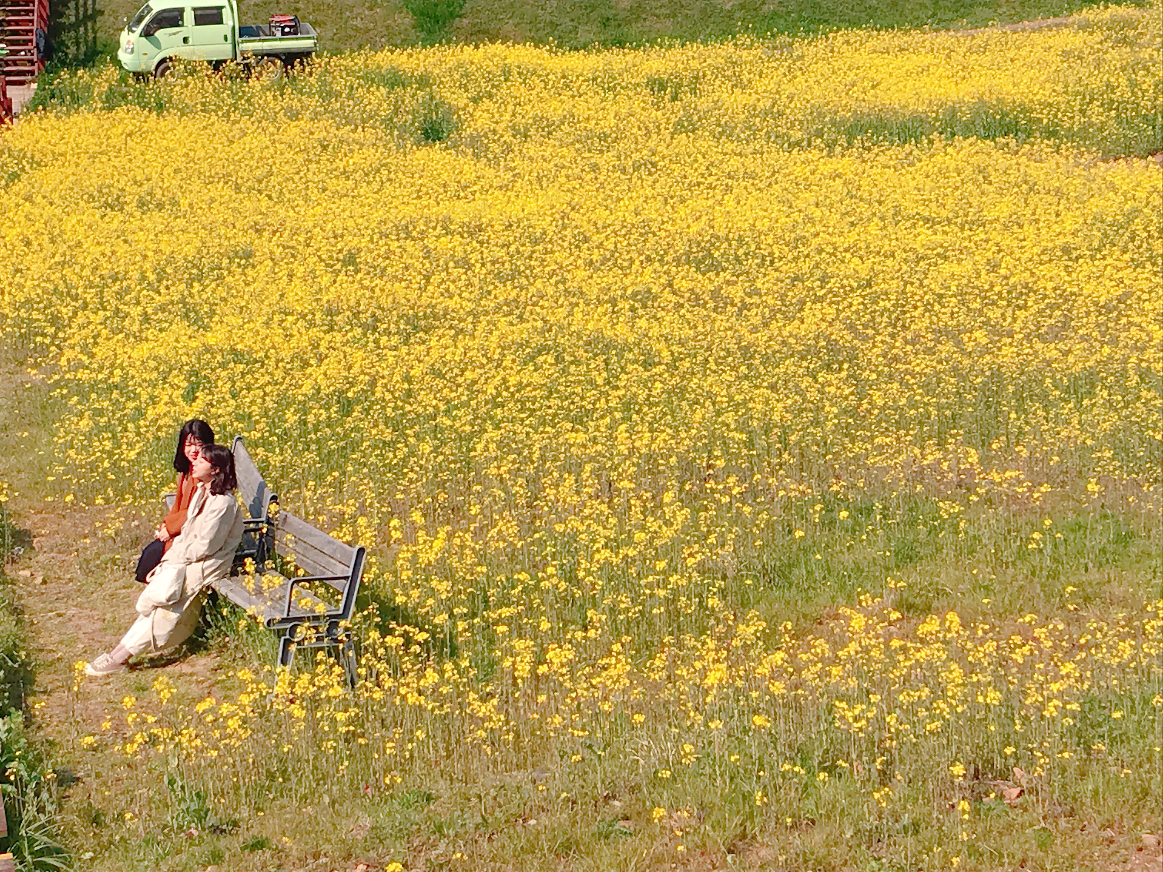 ▲▼韓國濟州島抗蒙遺址油菜花田。（圖／記者賴文萱攝）