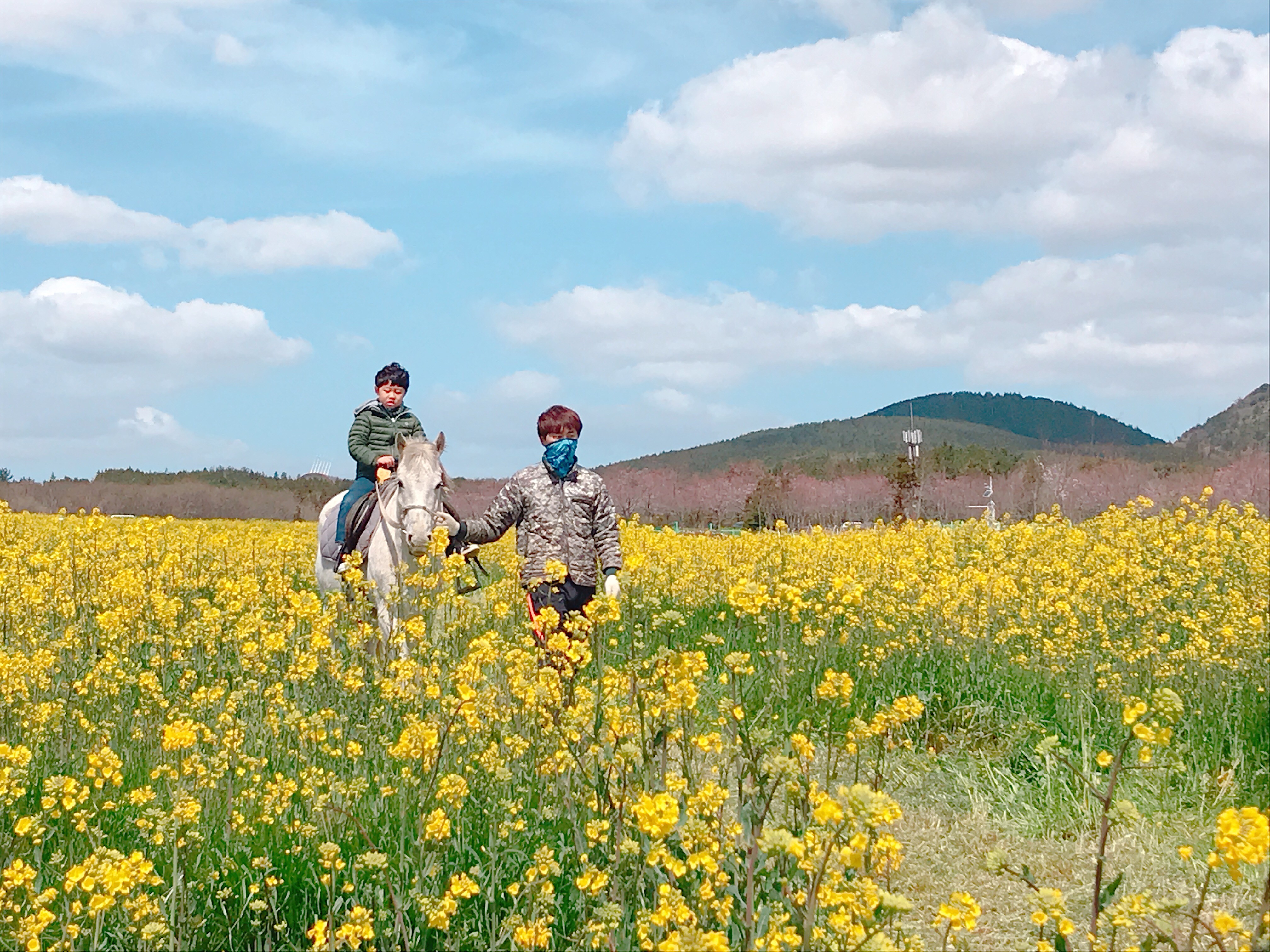 ▲▼韓國濟州島加時里油菜花慶典。（圖／記者賴文萱攝）