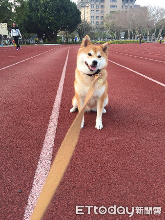 ▲▼柴犬緊盯祭拜食物讓神明壓力好大！（圖／網友吳宣儀授權提供）