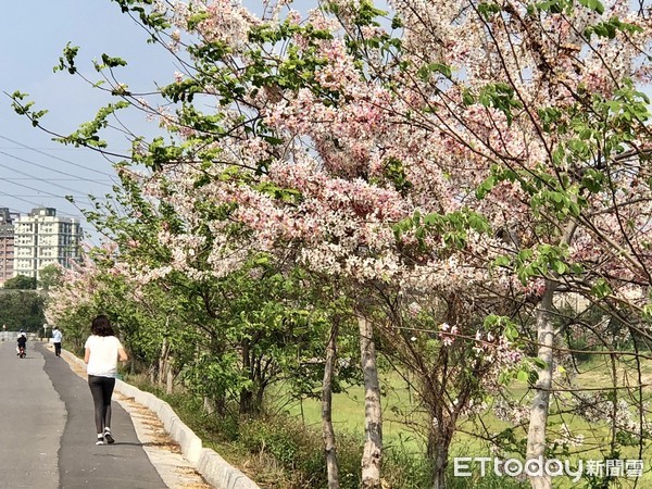 ▲中華醫事科技大學所認養的「華醫湖」（仁德滯洪池），近來花旗木沿池邊步道盛開，繁華似錦美不勝收。（圖／記者林悅翻攝，下同）